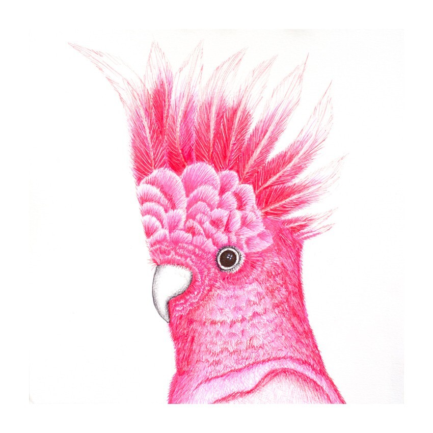 Coaster, Animals, Galah