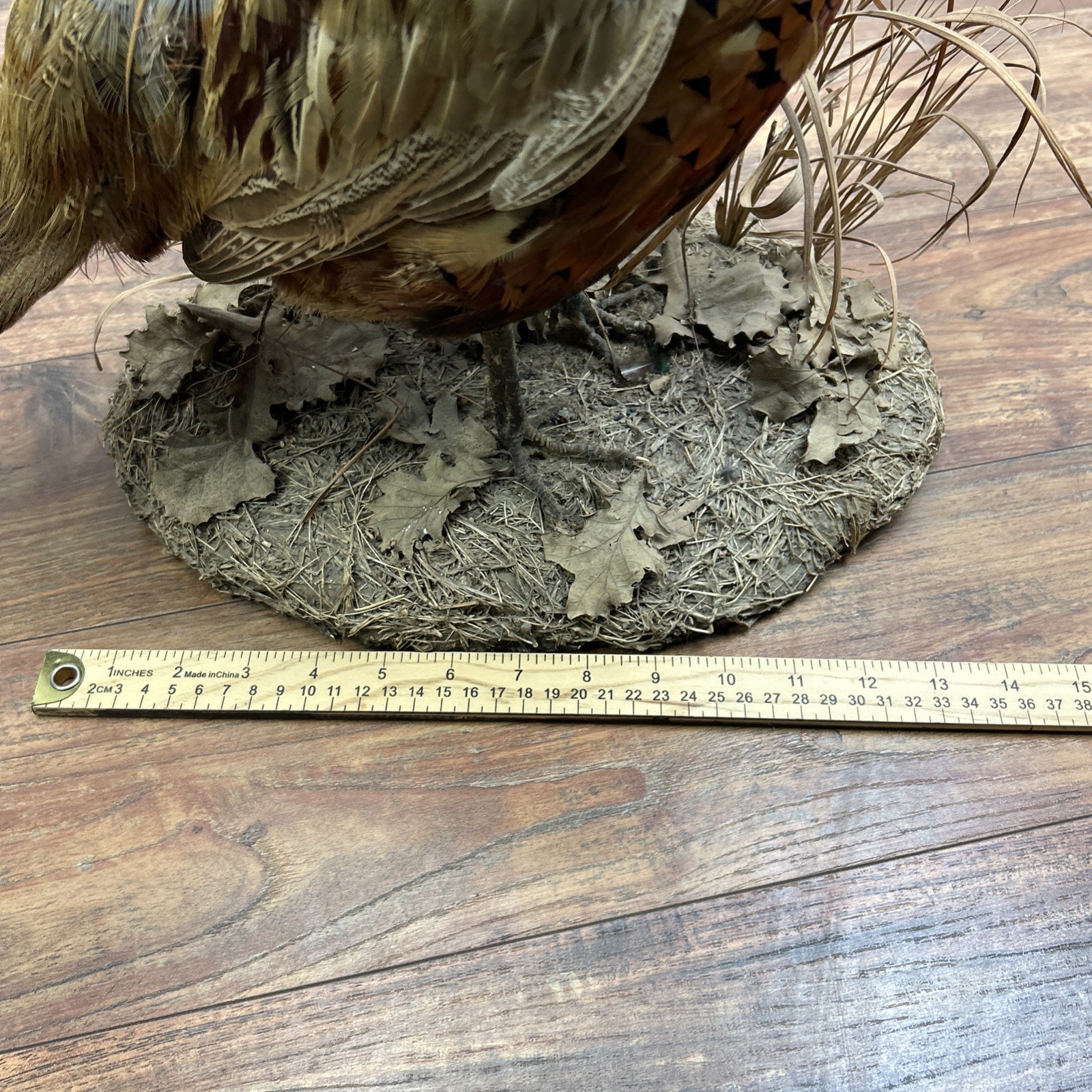 Ringneck Rooster Pheasant Taxidermy Standing Mount Habitat Base Foliage