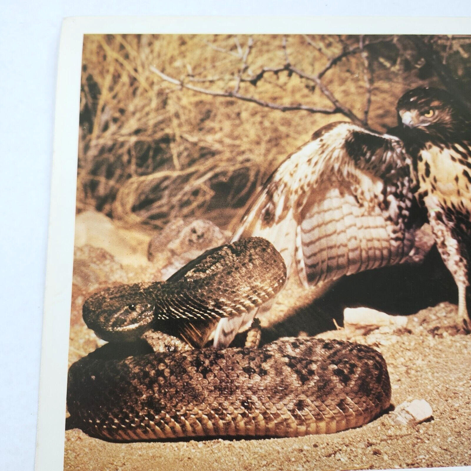 The Living Desert Walt Disney 1971 Lobby Card Movie Poster Winston Hibler 1953