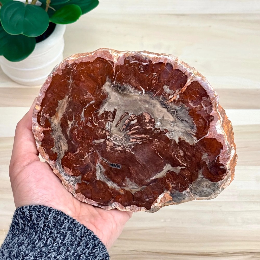 Petrified Wood Slab B