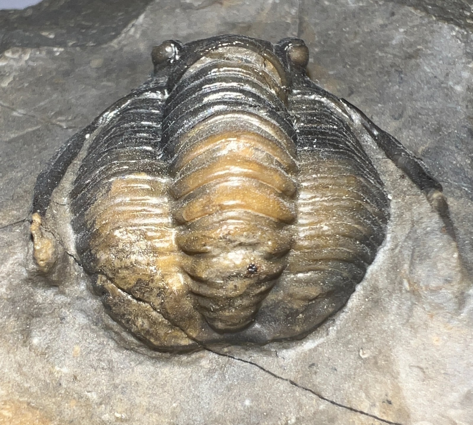 GEM Rare Pre Dinosaur Fossil TRILOBITE DIADEMAPROETUS ANTATLASIUS 1.5 INCHES!