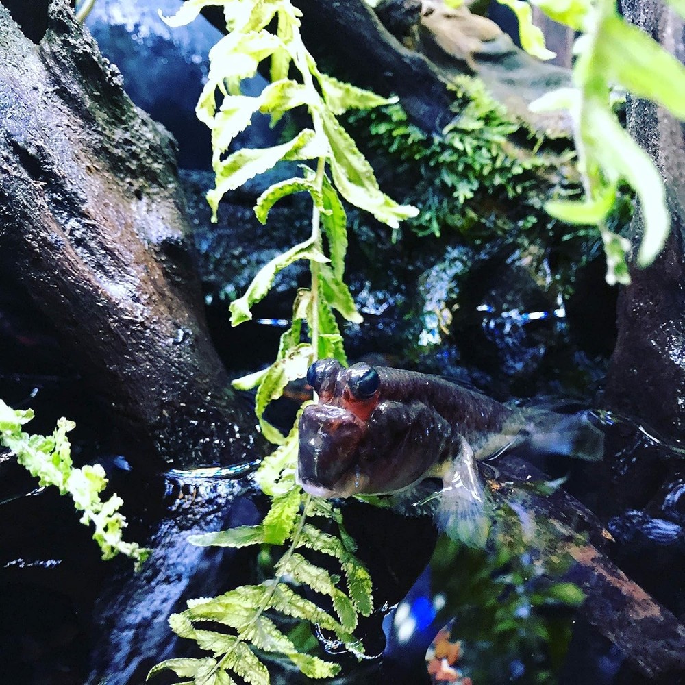 Aquarium Water Conditioner