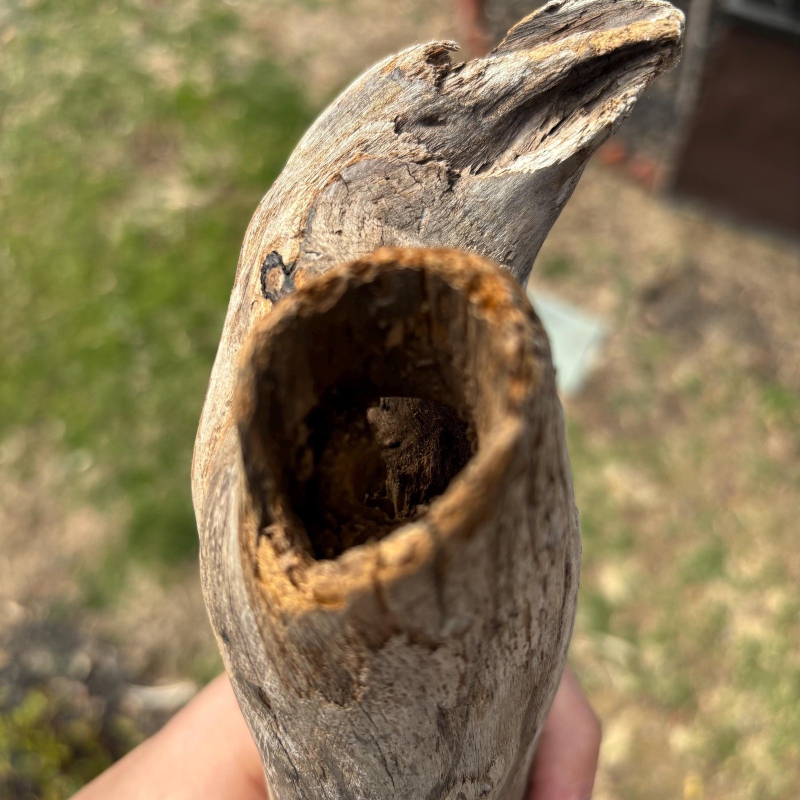 Small Tree Shaped Driftwood 9x3x7 – Sculptural Wood with Hollows Aquarium