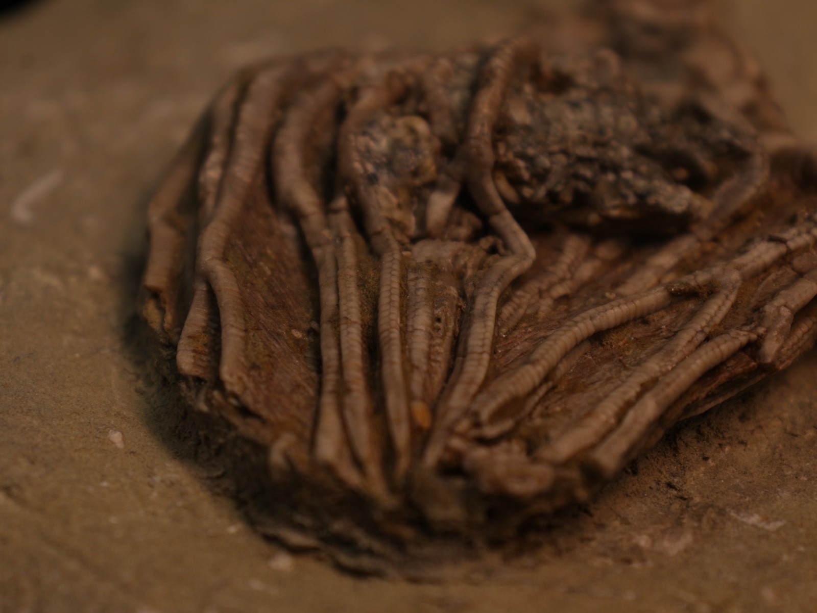 Well-Coiffured Crinoid Fossil, Crawfordsville, IN