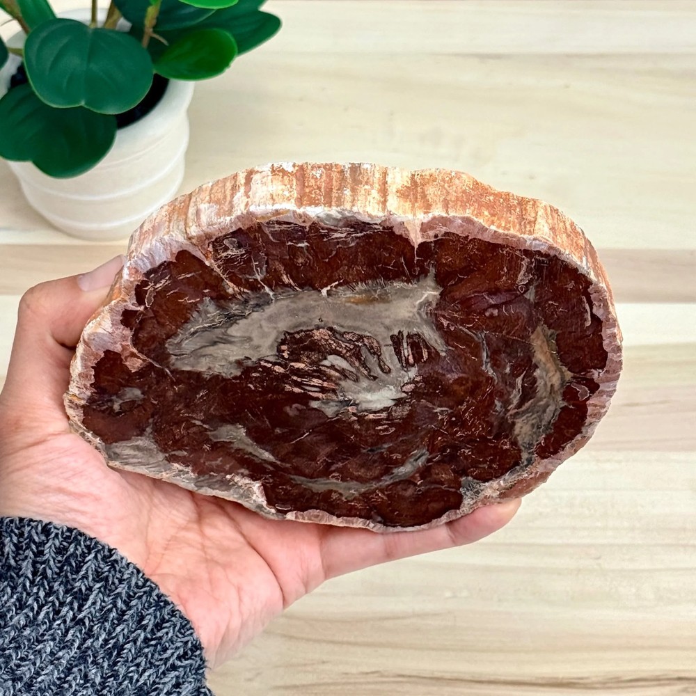 Petrified Wood Slab B