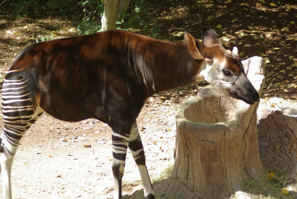 Okapi Taxidermy Reference Photo Cd