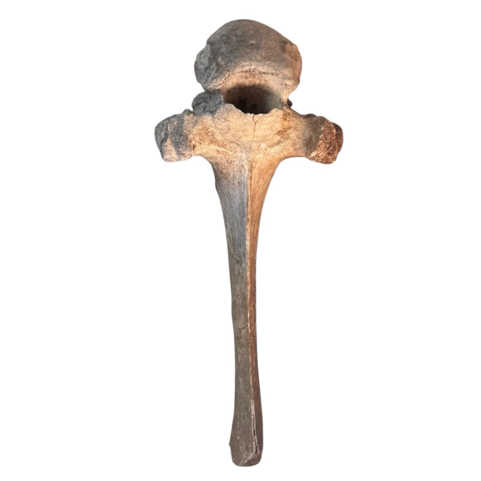 Bison Thoracic Vertebra Natural Bone Paperweight Western Decoration No Fossil