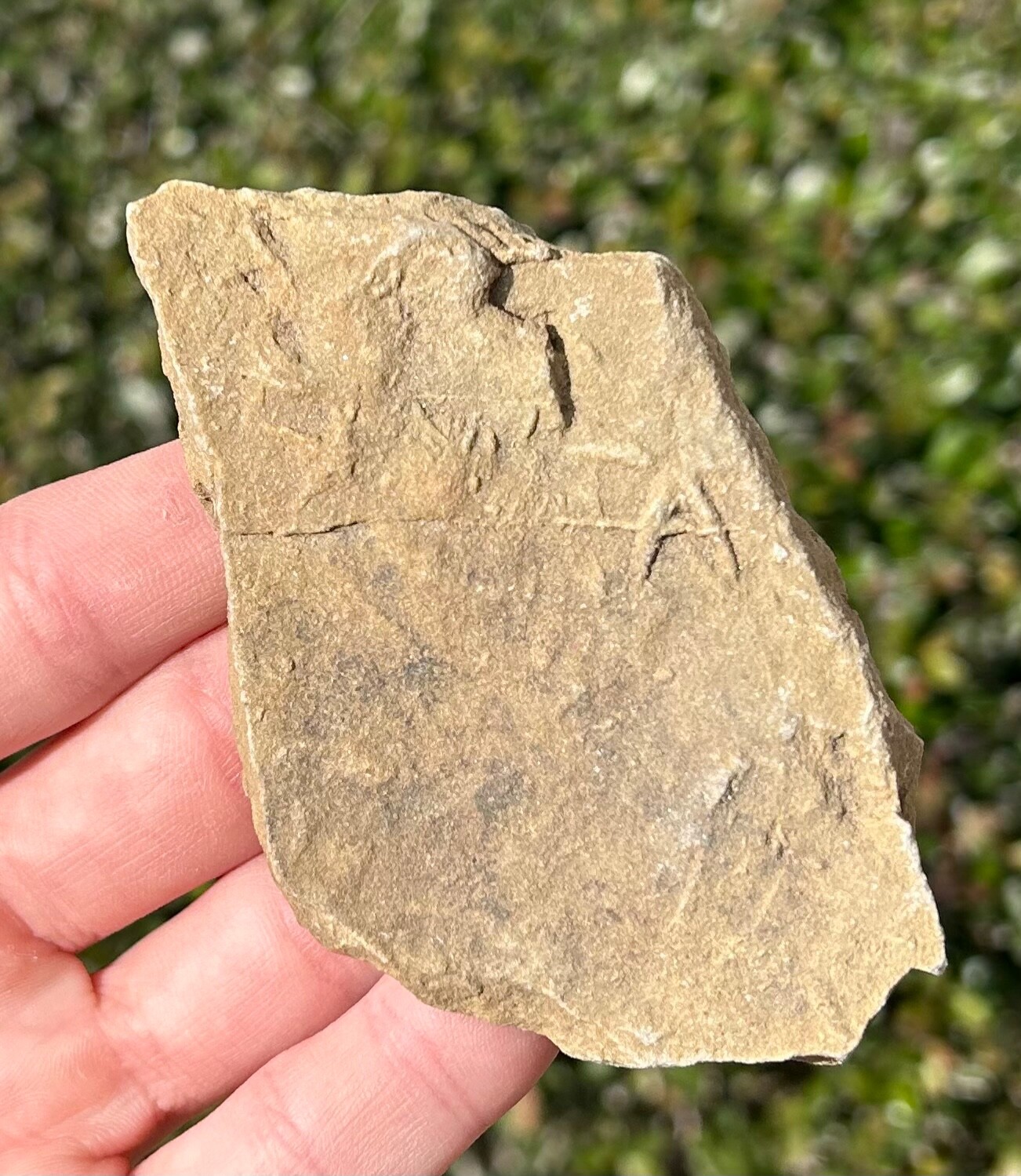 France Fossil Starfish in Matrix Asterie lumbricalis Triassic Age Echinoderm