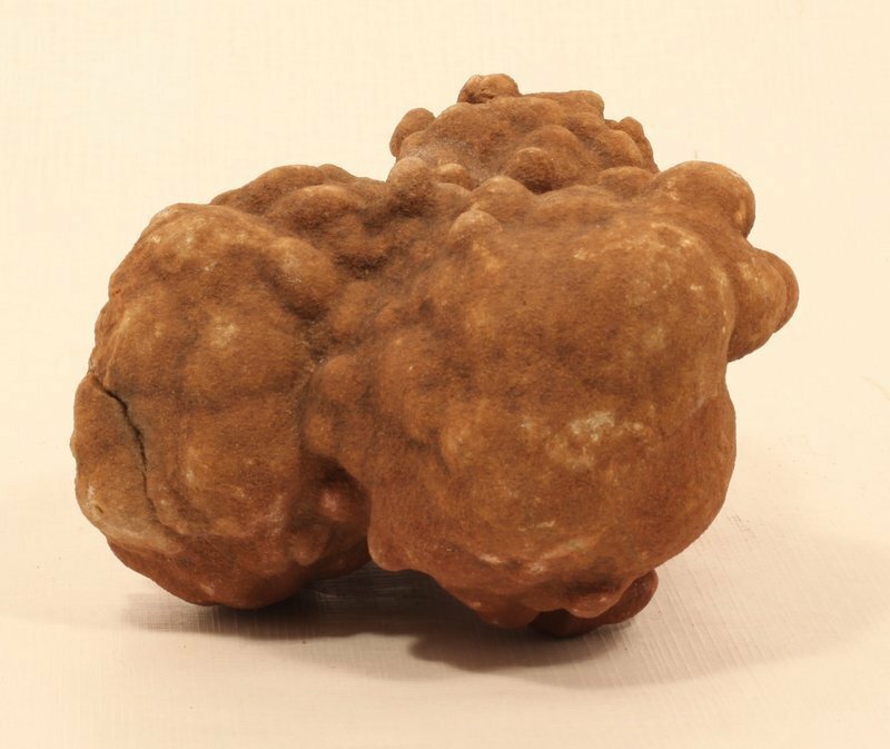 Moroccan stromatolite fossil
