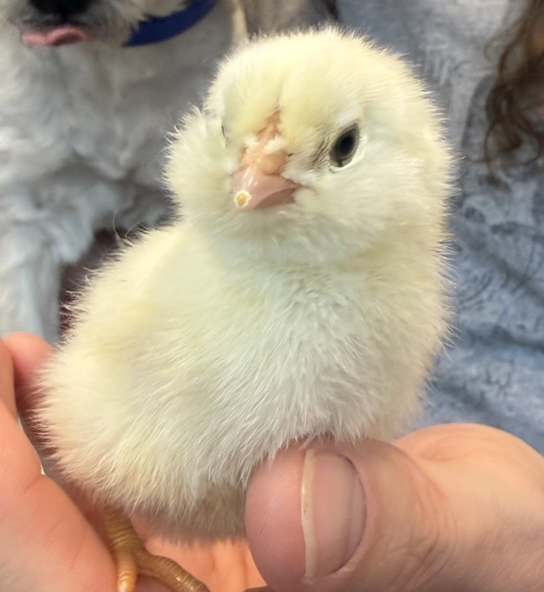 Ameraucana Hatching Eggs 6+