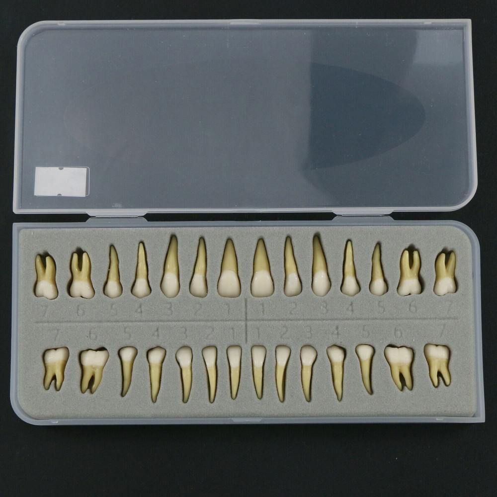 28pcs/kit Dental 1: 1 Permanent Teeth Demonstration Implant Teaching Study Model