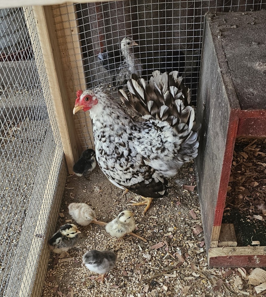 20 Serama Chicken Hatching Eggs