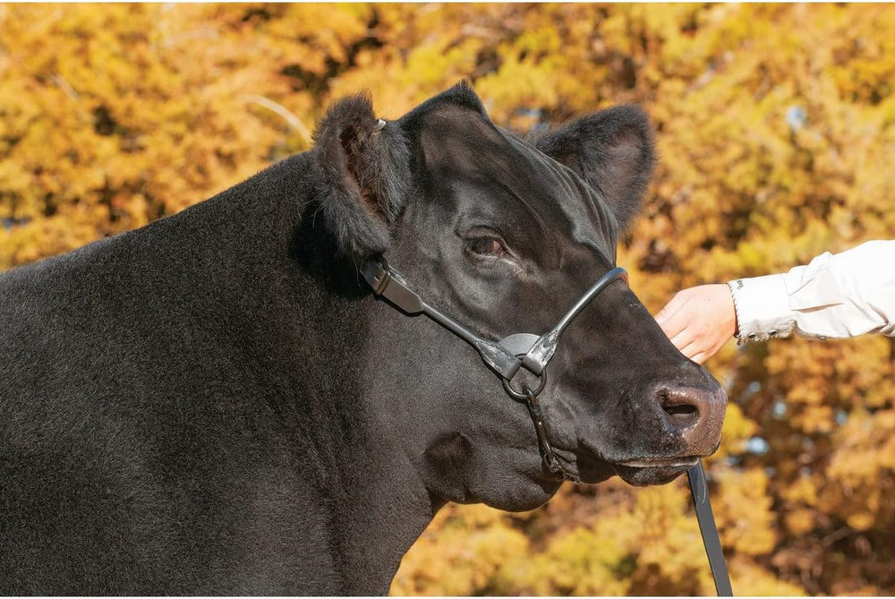 Livestock Black Magic Show Halter, Medium