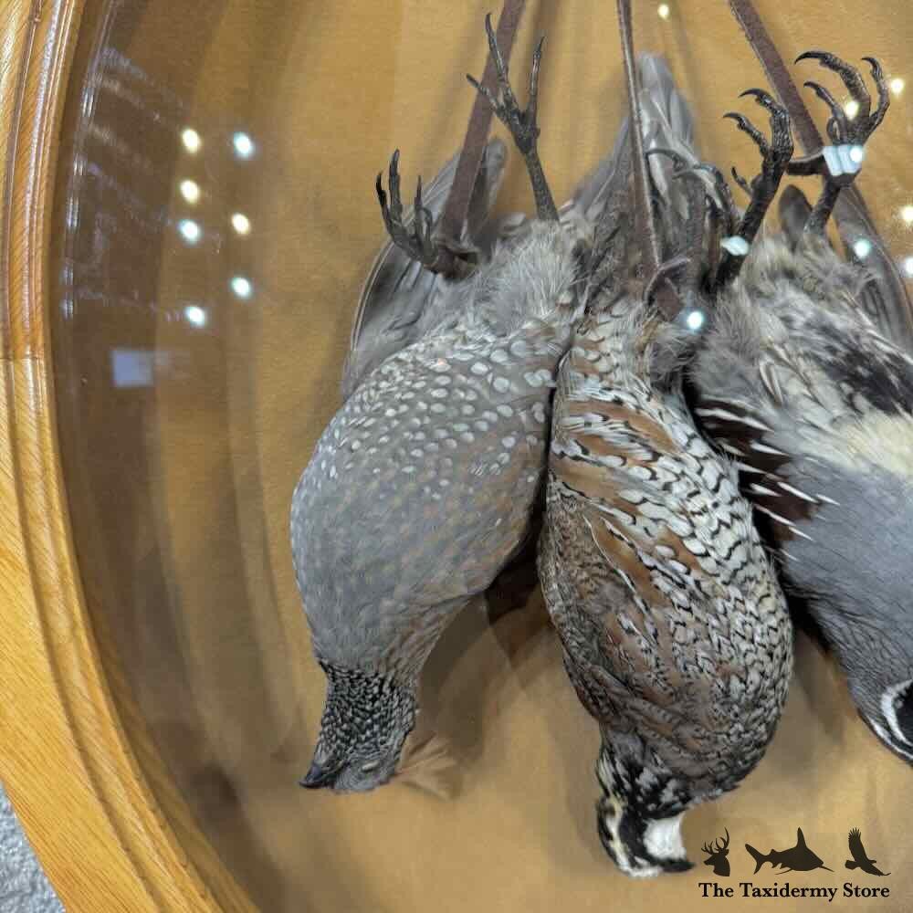 #31598 EL | Triple Quail Taxidermy Display For Sale