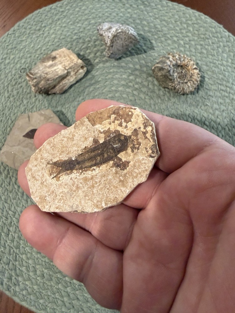 Assorted Fossil Specimens