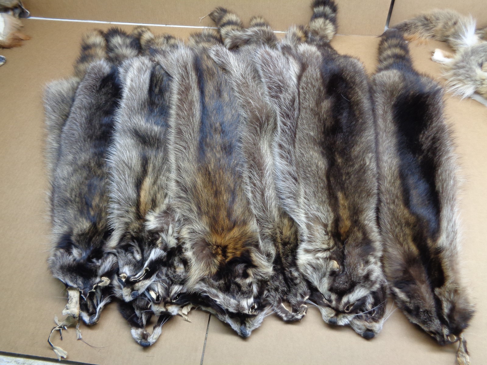 Professionally Tanned Slt Damage XL Raccoon/Coon Hides/Furs/Taxidermy/Crafts