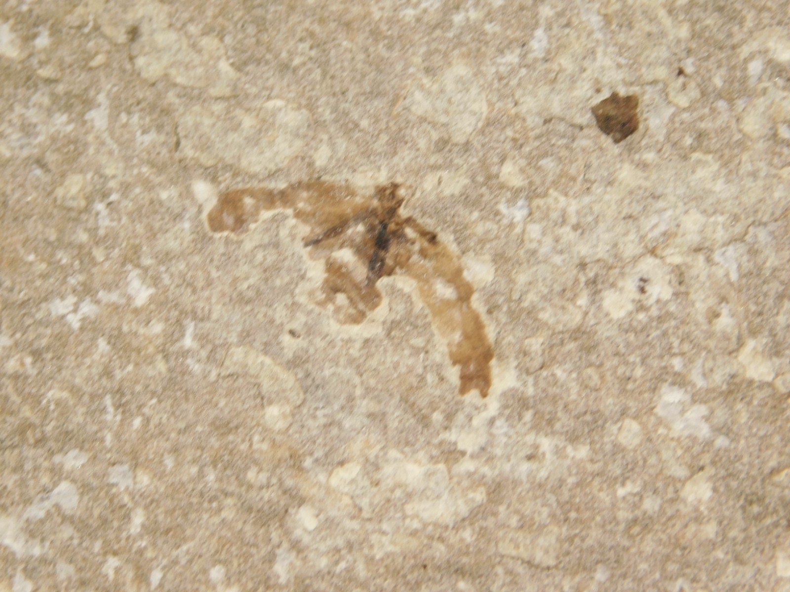 Lot of THREE! Fifty Million Year Old! WINGED INSECT Fossils From Wyoming 97.6gr
