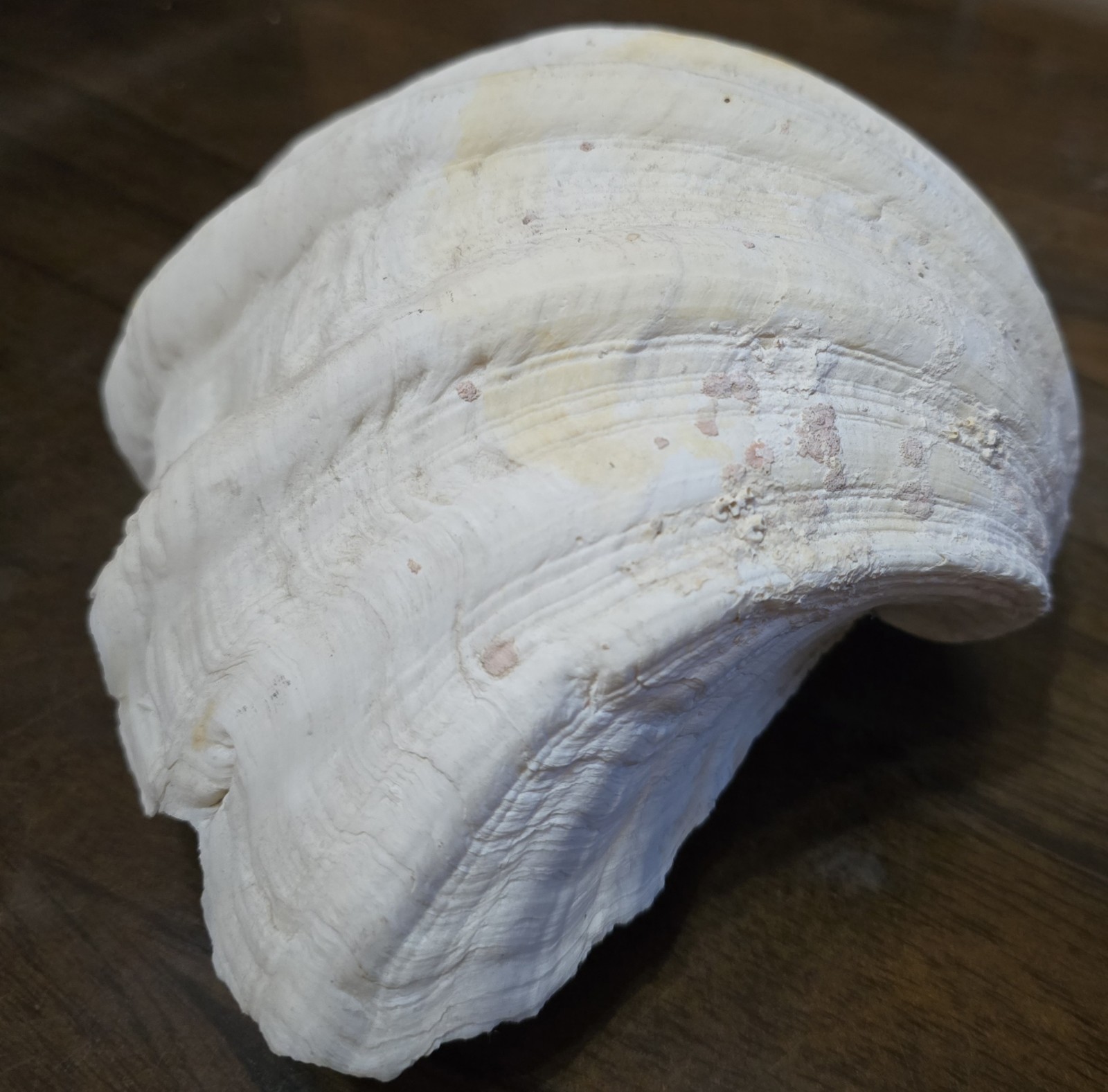 10" Natural Giant Clam Shell Tridacna Gigas Seashell Nautical Decor Beach House