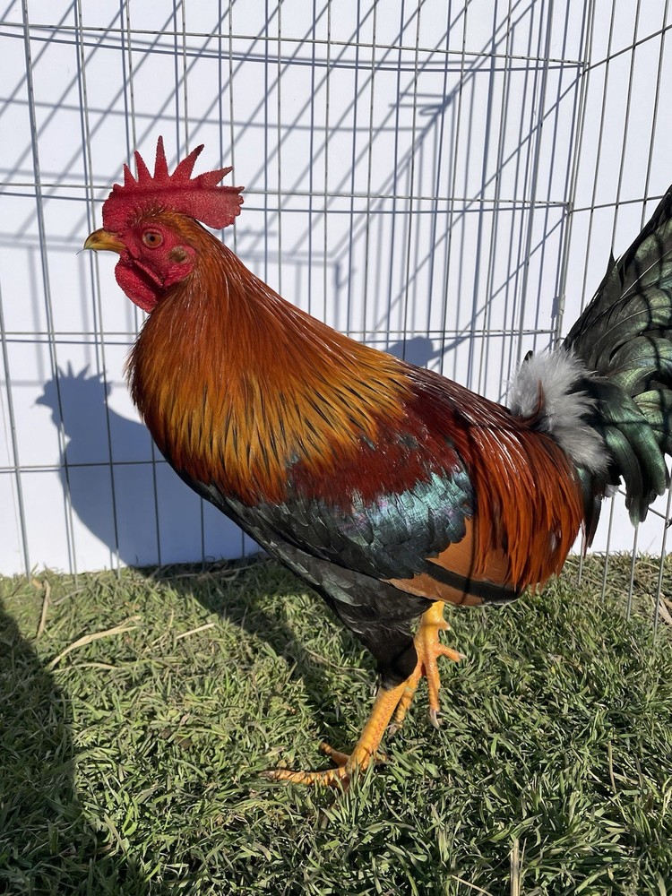 DoubleHFarm|| Fertilized 12 Hatching Eggs