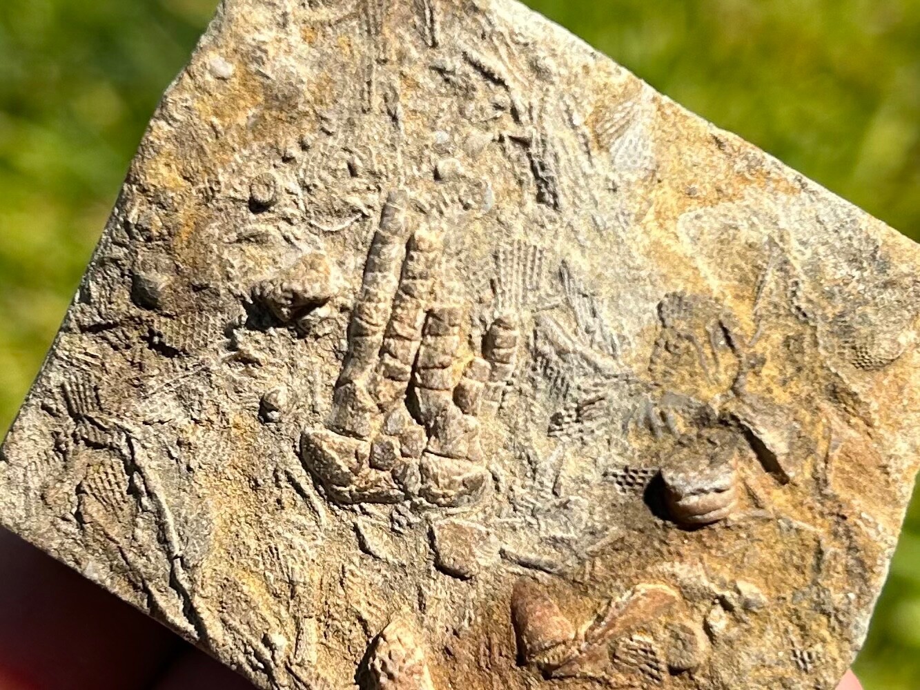 Alabama Fossil Crinoid in Matrix Pentaramacrinus Mississippian Age