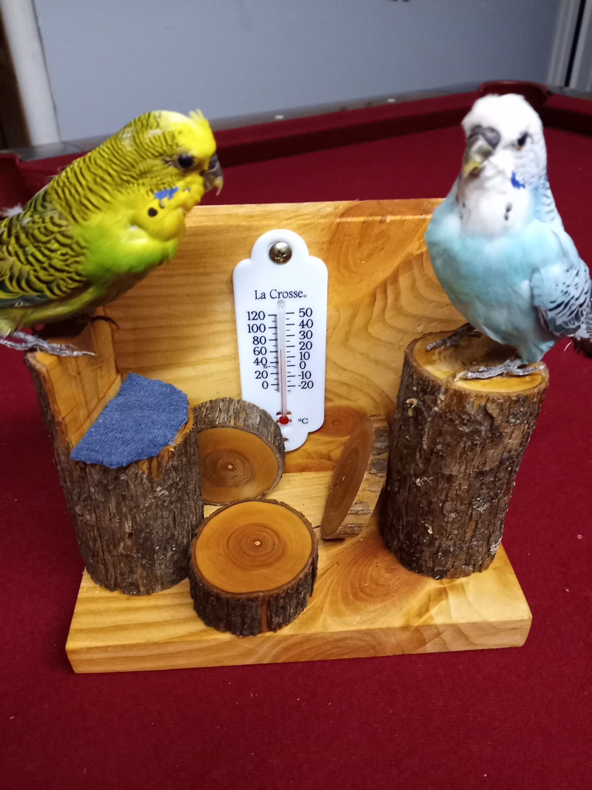 DUAL PARAKEET TAXIDERMY WALL OR TABLE DECORATION REAL BIRDS