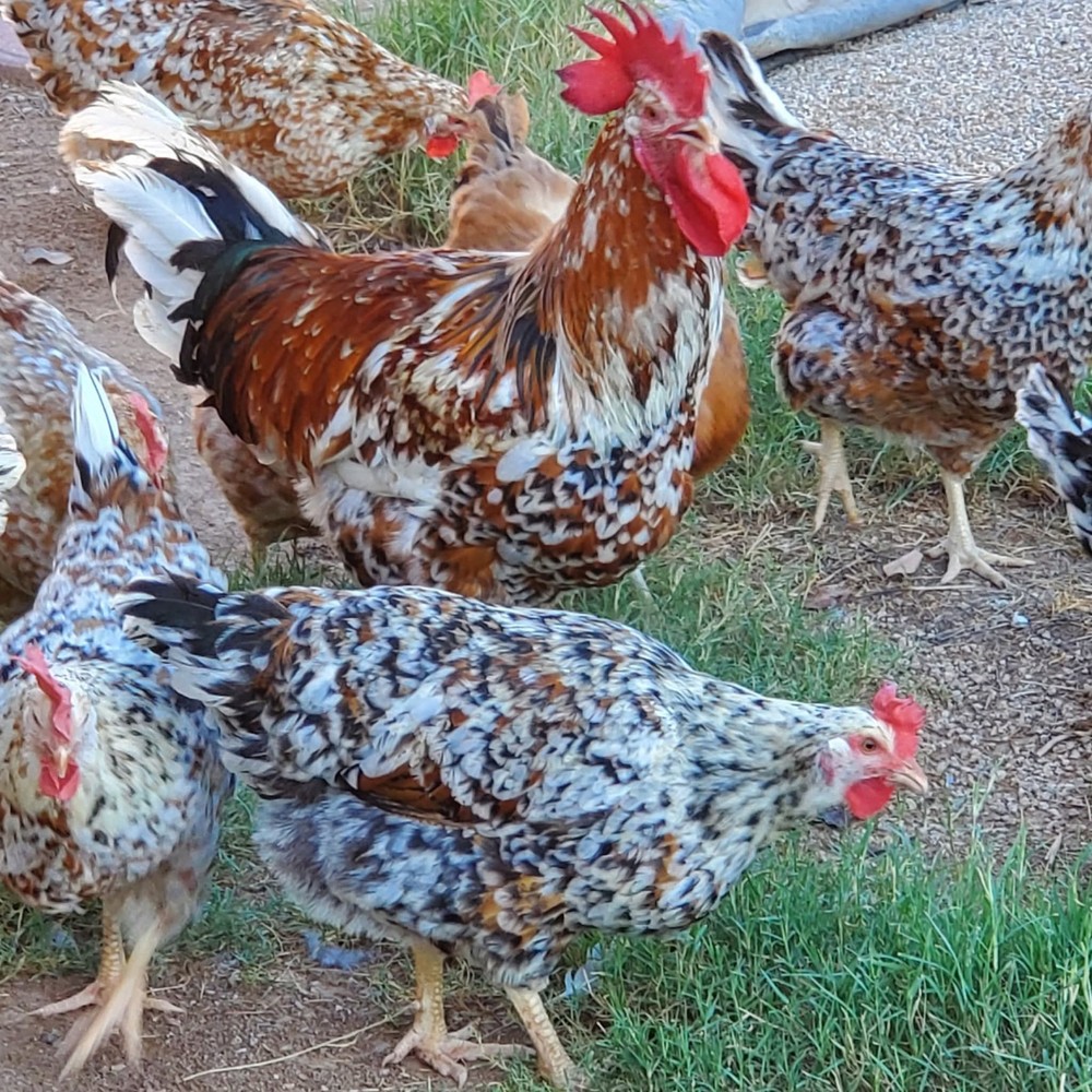 ALOHA CHICKEN HATCHING EGGS  - 6+ Eggs