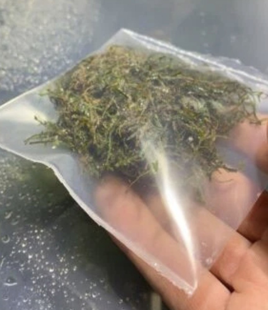 Java Moss "Taxiphyllum Barbieri" Live Aquarium Plants