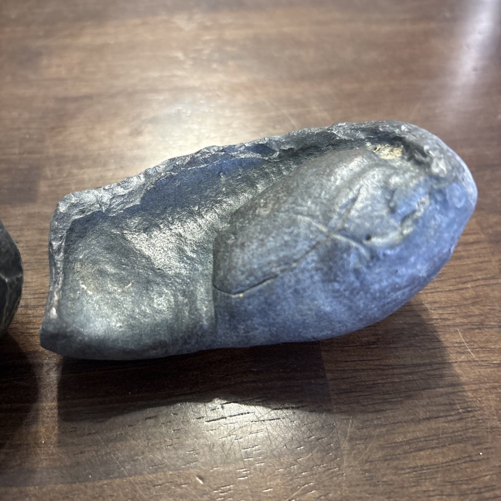 (2) 3.5 Inch Fossilized Whale Ear Bones