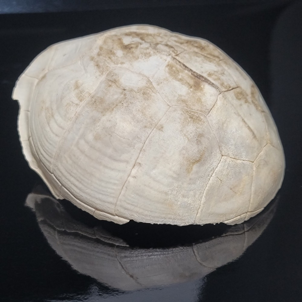 BLEACHED FOSSILIZED REPTILE BONE Skeleton TURTLE SHELL #1