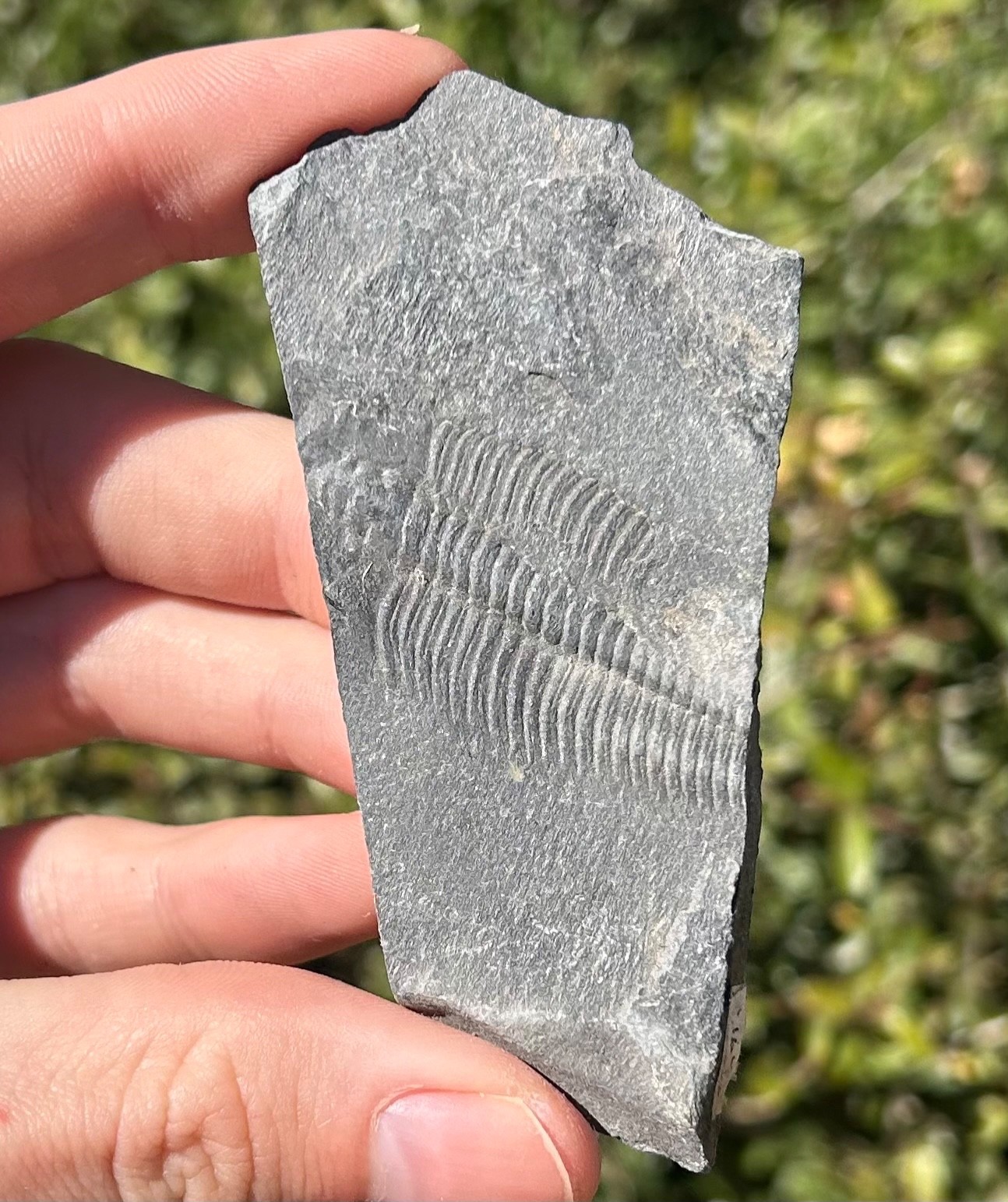 Washington Fossil Trilobite Metaline Formation Cambrian Bug in Matrix