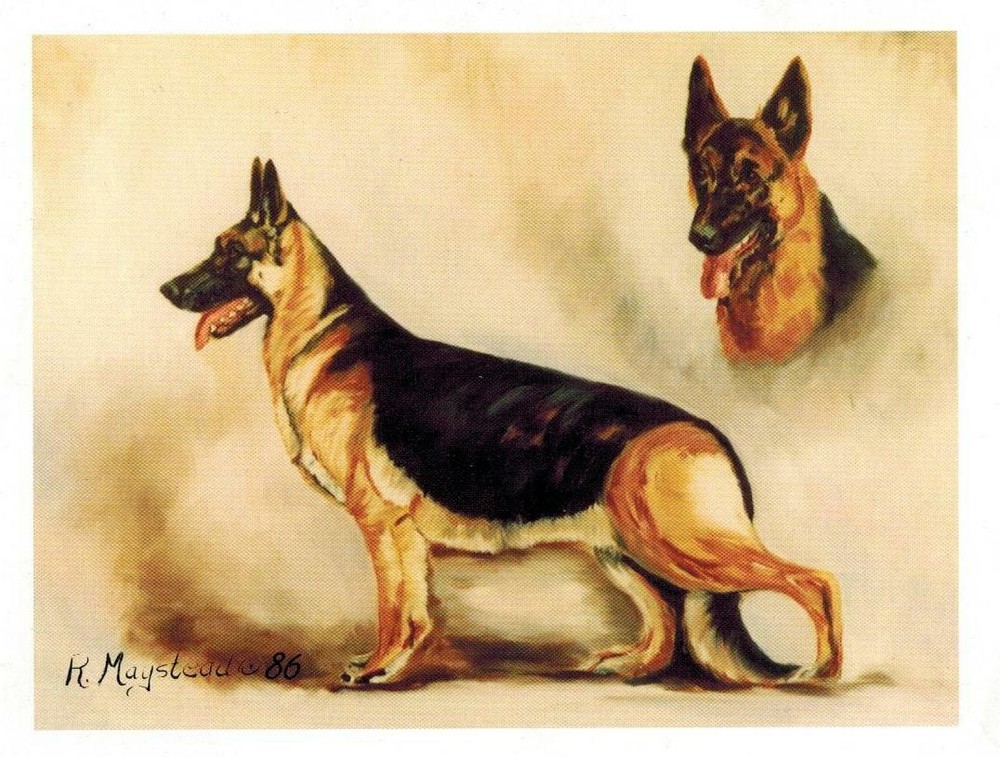 German Shepherd Double Image Notecard Set - 6 Blank Note Cards By Ruth Maystead
