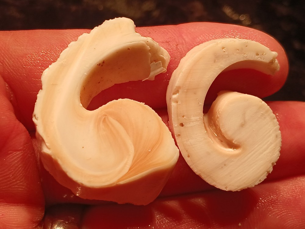 Shell Spiral Slices Lot