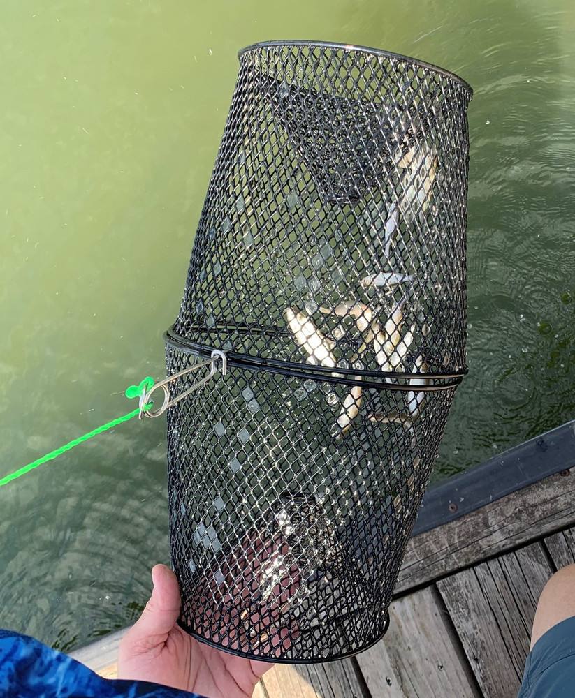 Frabill Torpedo Minnow Trap, Mesh, Black