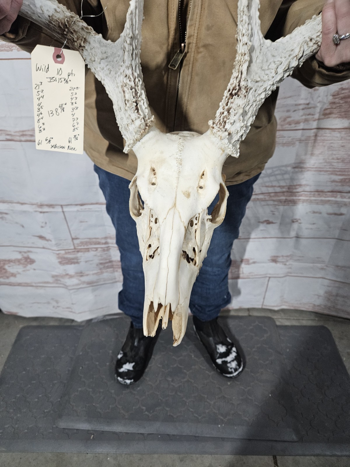 Wild 10 Point Whitetail Deer Antler Rack Horn European Skull Mount Man Cave 138"