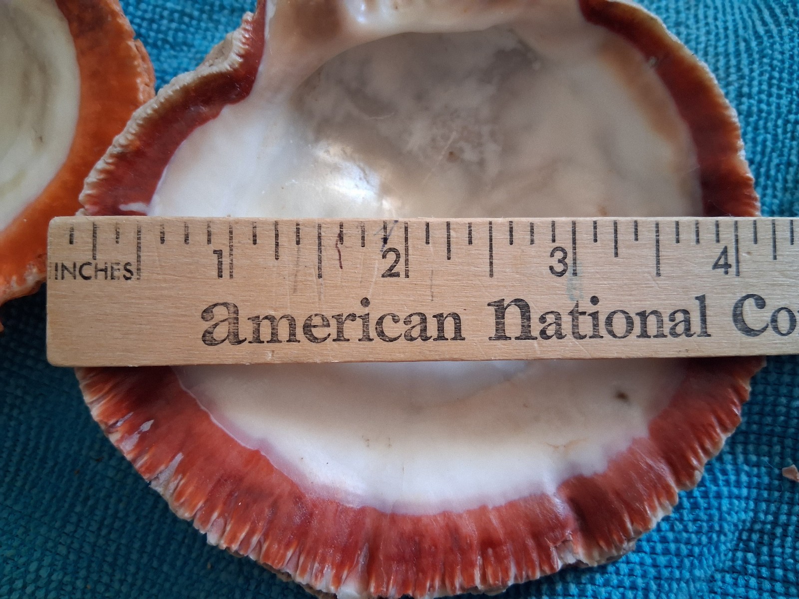 Spiny Oyster Two Half Shells 1 Incredible Orange 1 Amazing Red Approx 4 Inches
