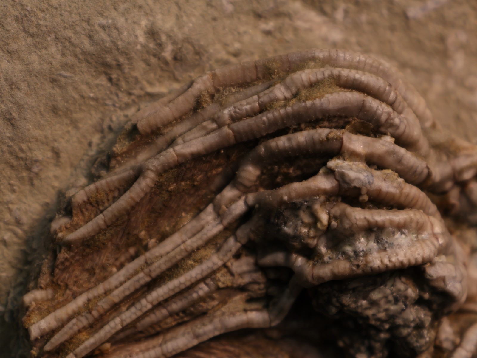 Well-Coiffured Crinoid Fossil, Crawfordsville, IN