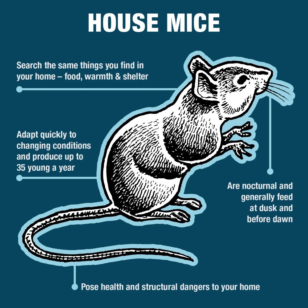 Home (2 pack) Catchmaster Reusable Solid Pro Series Multi-Catch Mouse Trap