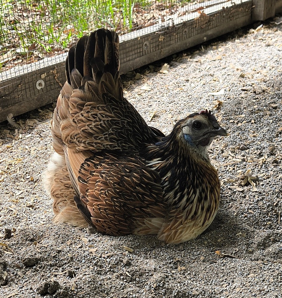 6 Rare Mosaic Hatching Eggs