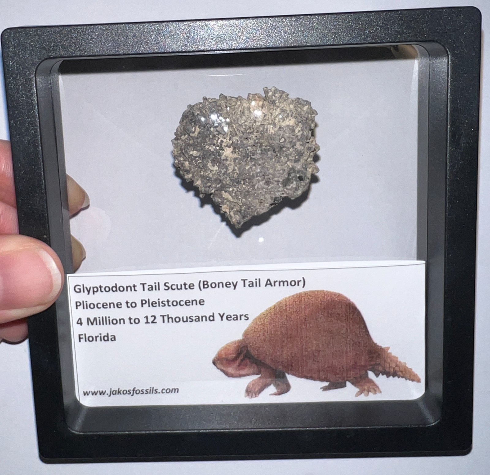 Framed RARE Ice Age Fossil GLYPTODONT Tail Scute Bone Armor Lot! ONE PER ORDER!
