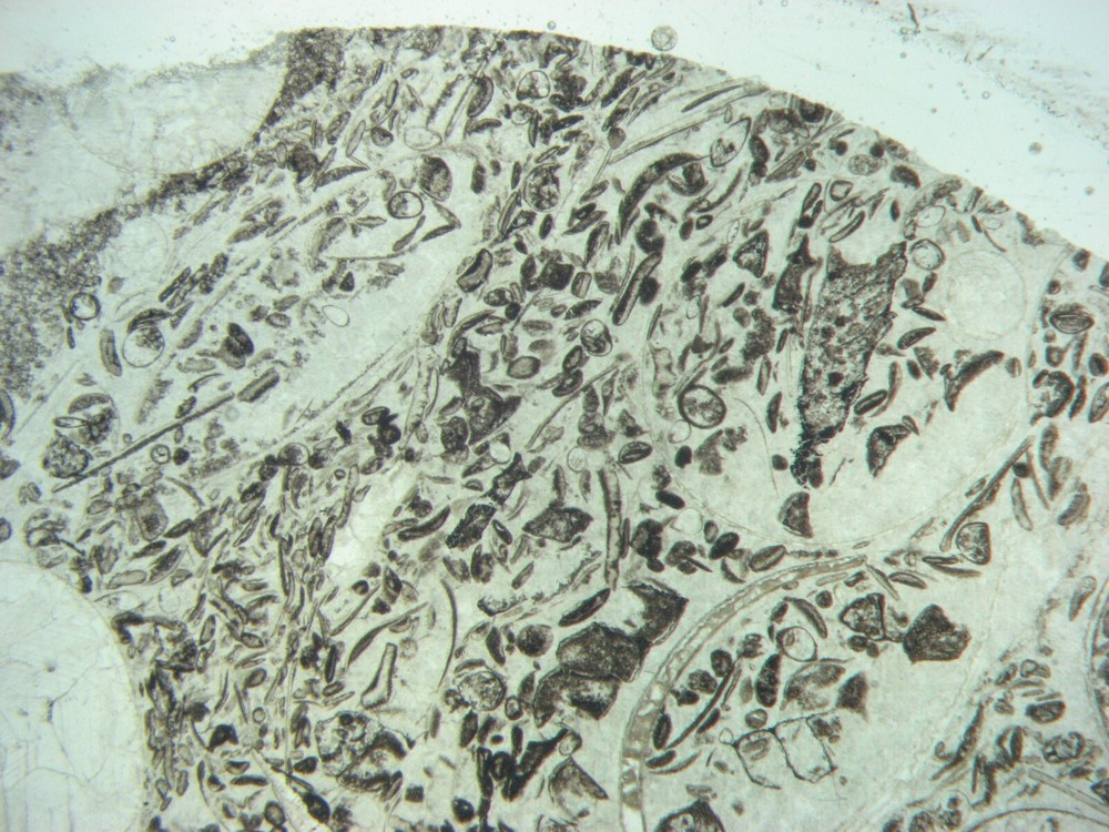 Geological Rock Formation & fossil Thin Section collection 100 slides in case