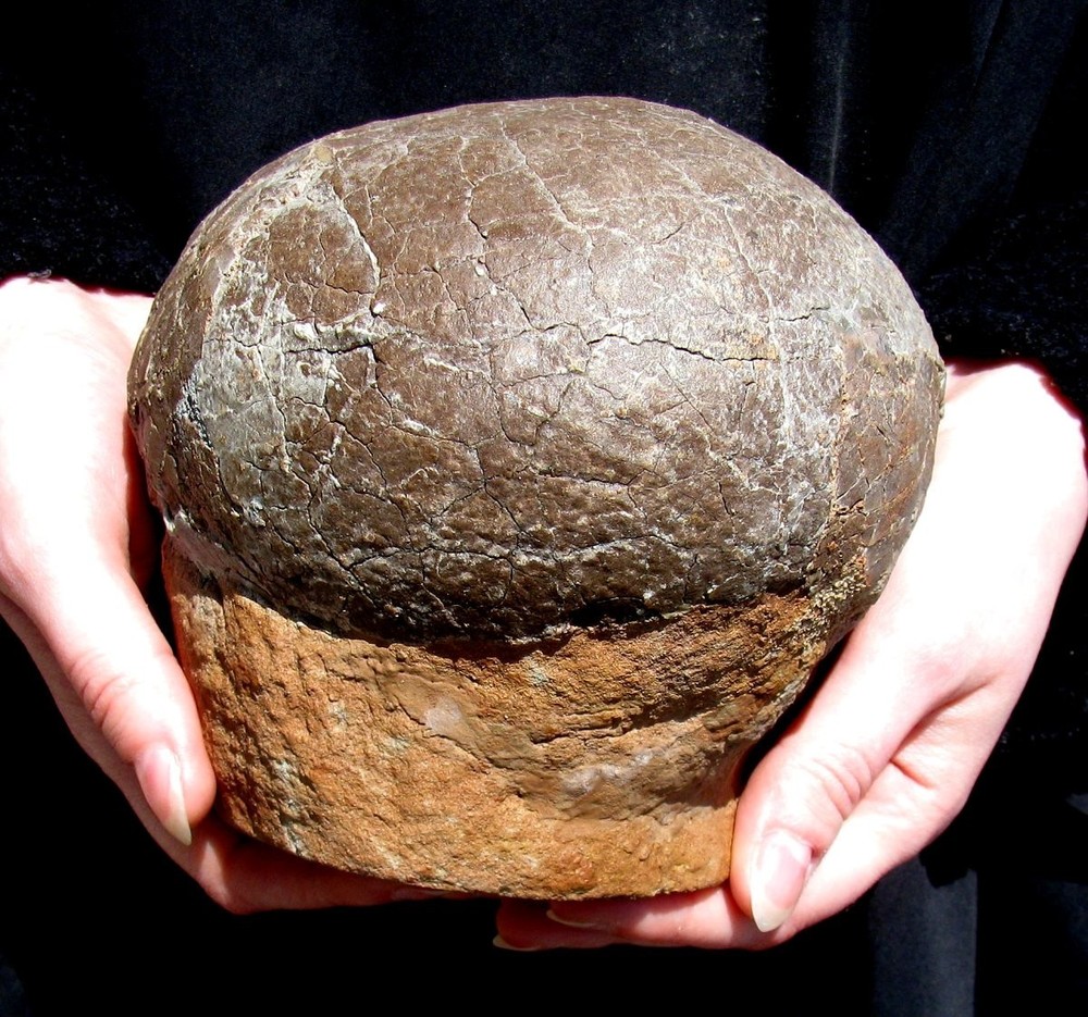 TOP QUALITY REAL DINOSAUR HADROSAUR EGG - EGGSHELL CLEANED UNDER A MICROSCOPE!