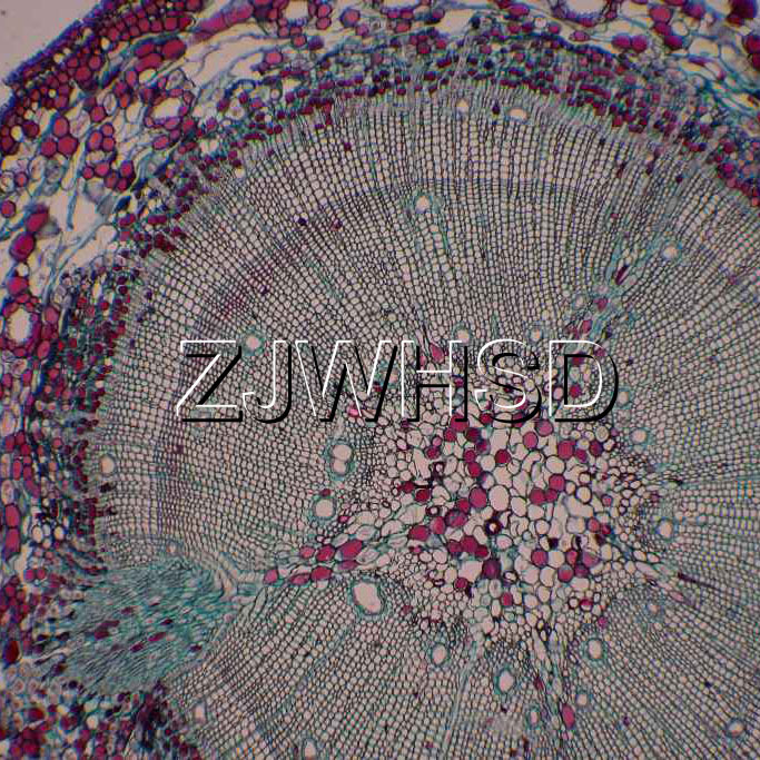 100pcs Glass Prepared Basic Science Microscope Slides Sample Biology Pathology