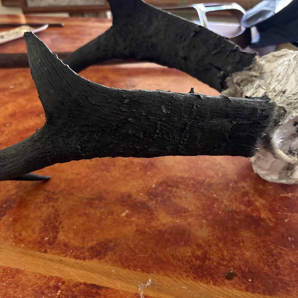 Pronghorn Antelope Skull Wyoming