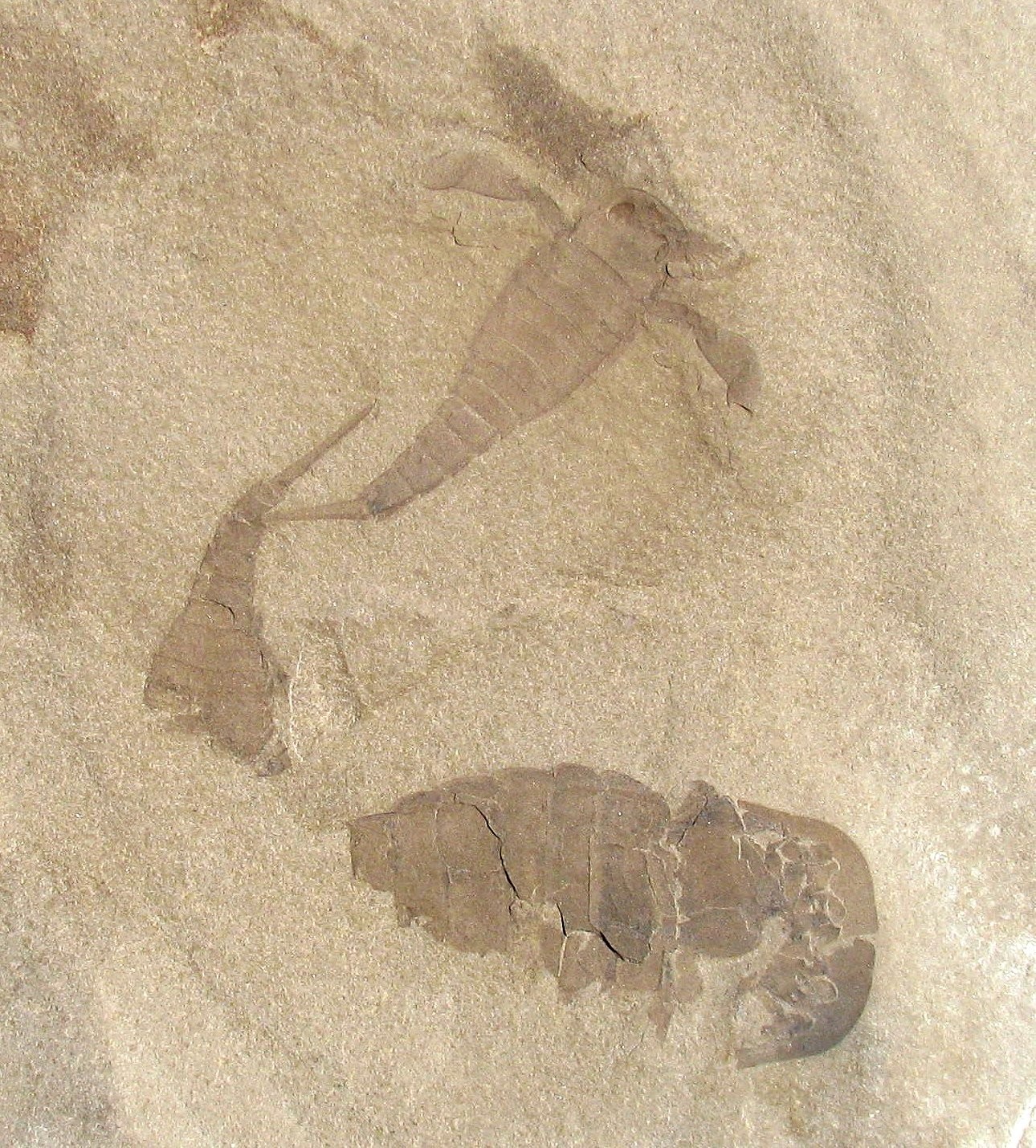 FABULOUS TEXTBOOK EURYPTERUS REMIPES & OTHERS - GREAT MULTIPLE EURYPTERID PLATE!