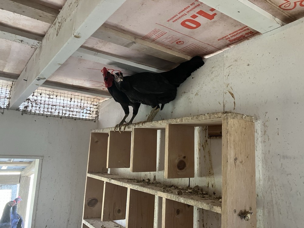 12 Black Peruvians Hatching Eggs