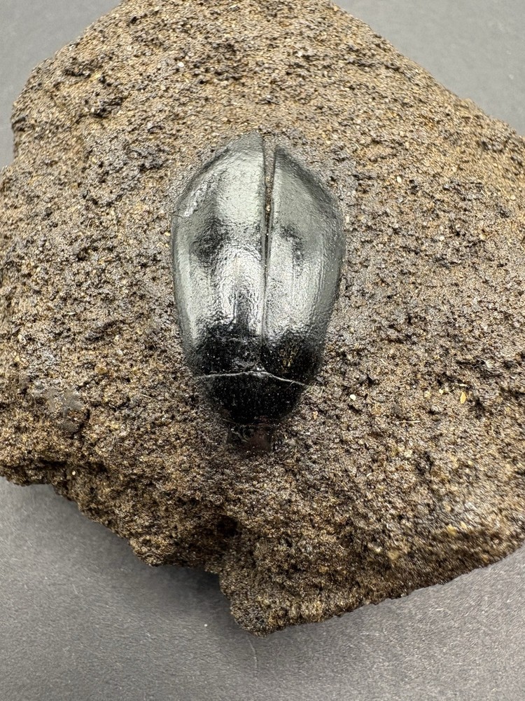 Rancho LaBrea Formation- Hydrophilus sp. (Tar Pit Beetle) Kern County, CA.