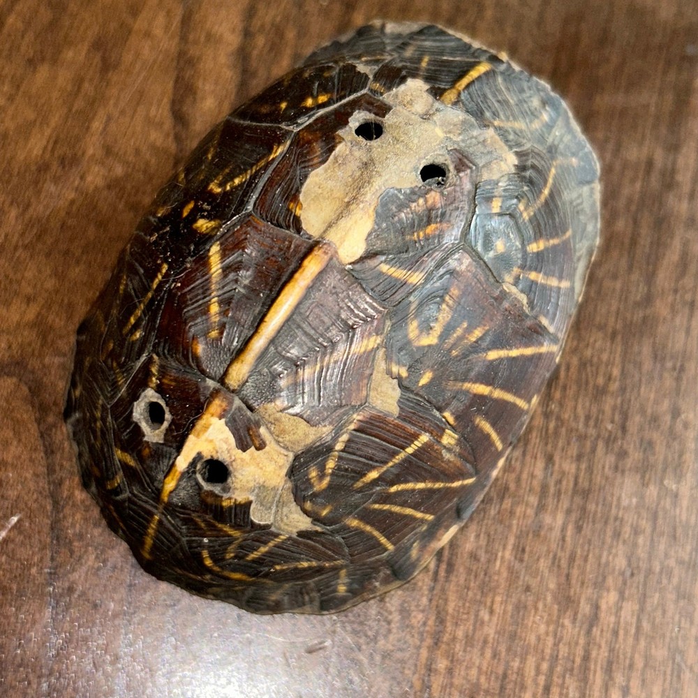 C. 1890 Southeastern Turtle Shell Pierced Rattle