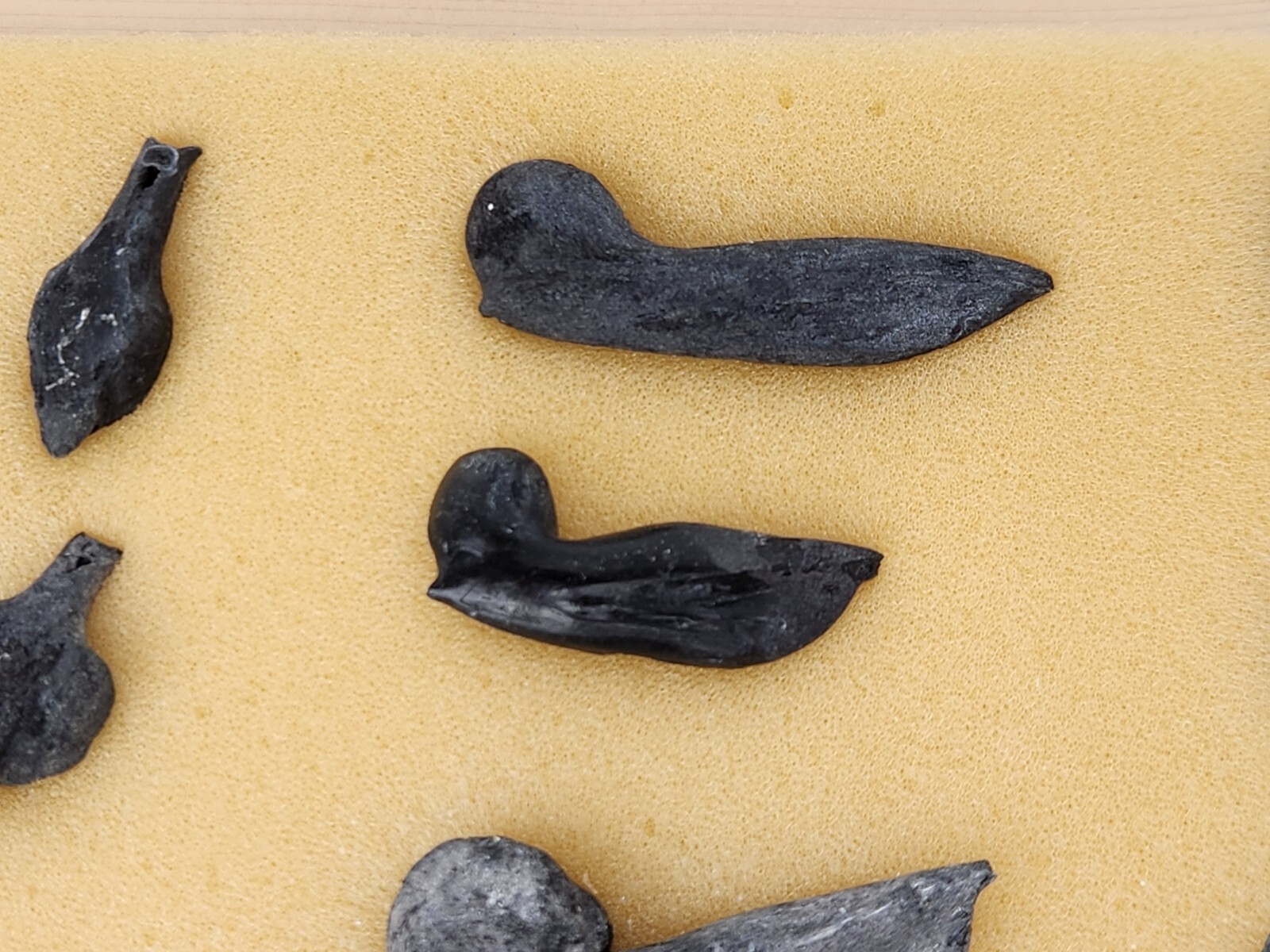 Fish Swim Bladder Fossil - Florida - 1 Per Purchase