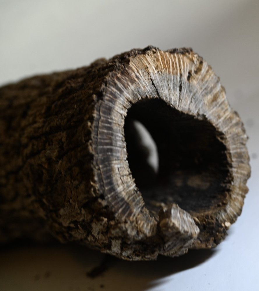 Unique log form woodpecker. Downed tree from Texas