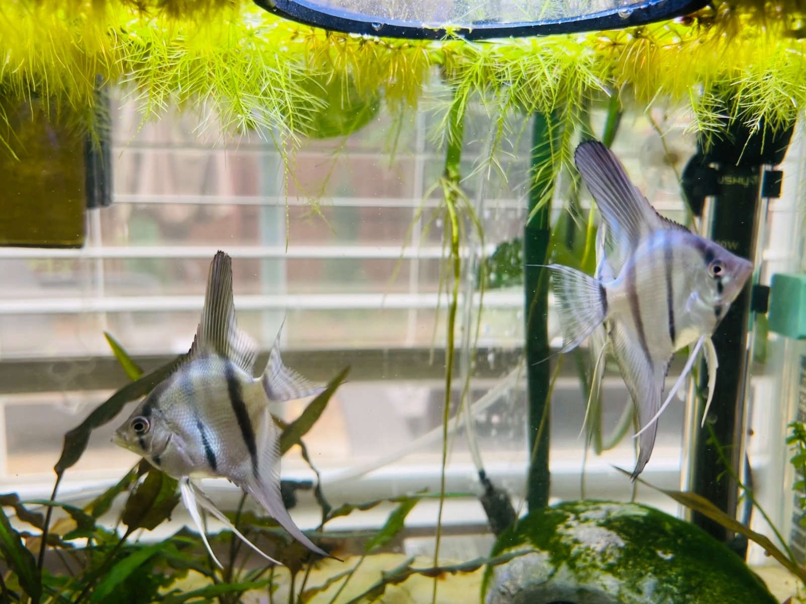 6 + 3 Free PH Blue Angelfish (Zebra/Stripped) Nickel / Quarter